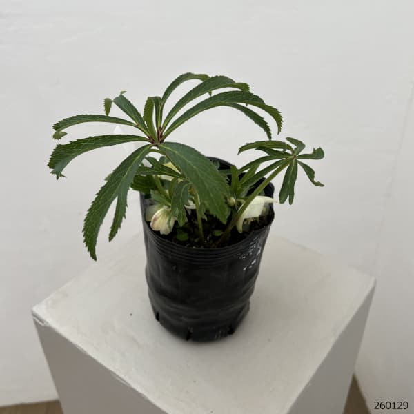 曽田園芸さんのクリスマスローズ：26-16姫小町シングル4号ロングポット【現品販売】