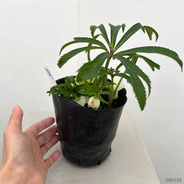 曽田園芸さんのクリスマスローズ：26-16姫小町シングル4号ロングポット【現品販売】（開花終了株）