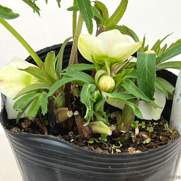 曽田園芸さんのクリスマスローズ：26-16姫小町シングル4号ロングポット【現品販売】（開花終了株）