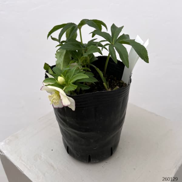 曽田園芸さんのクリスマスローズ：26-17姫小町シングル4号ロングポット【現品販売】