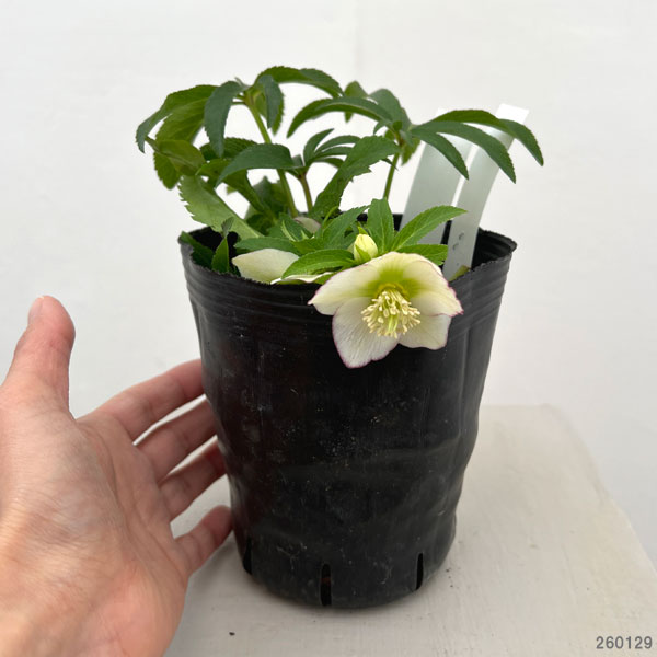 曽田園芸さんのクリスマスローズ：26-17姫小町シングル4号ロングポット【現品販売】（開花終了株）