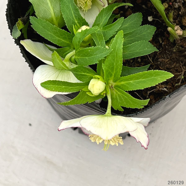 曽田園芸さんのクリスマスローズ：26-17姫小町シングル4号ロングポット【現品販売】（開花終了株）