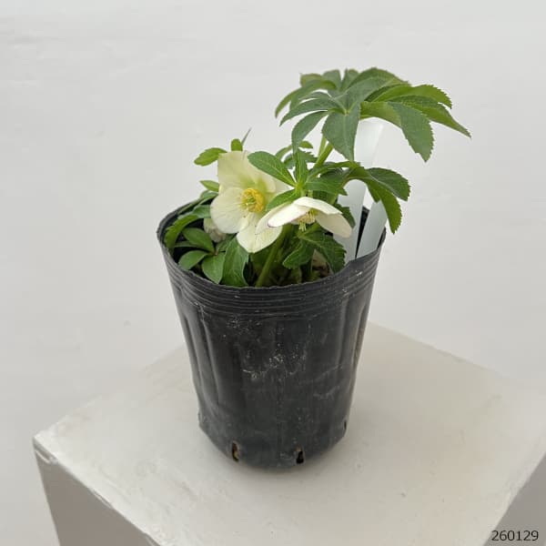 曽田園芸さんのクリスマスローズ：26-18姫小町シングル4号ロングポット【現品販売】