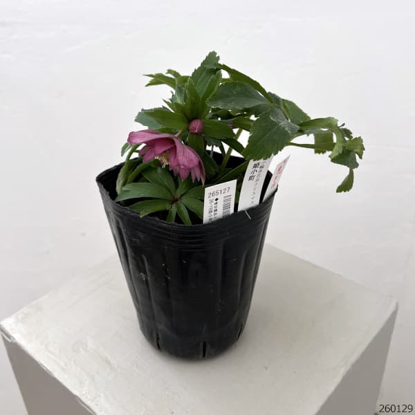 曽田園芸さんのクリスマスローズ：26-19姫小町ダブル4号ロングポット【現品販売】