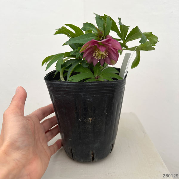 曽田園芸さんのクリスマスローズ:26-19姫小町ダブル4号ロングポット【現品販売】(開花終了株)