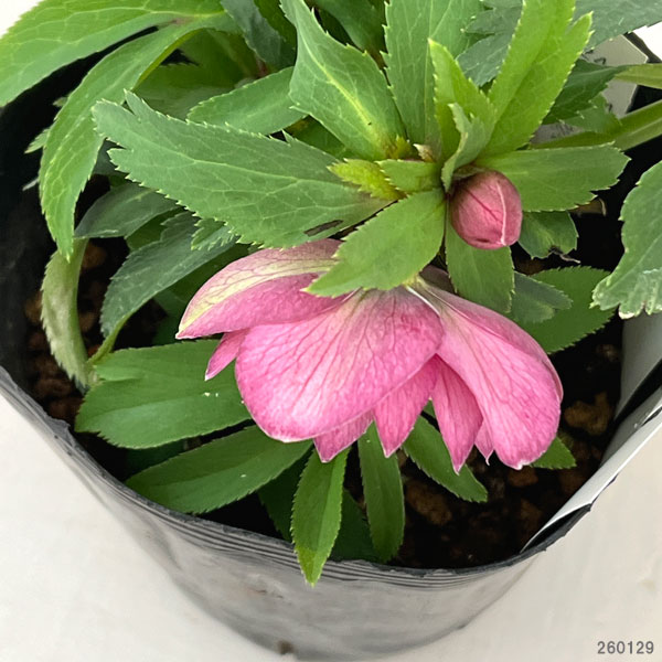 曽田園芸さんのクリスマスローズ:26-19姫小町ダブル4号ロングポット【現品販売】(開花終了株)