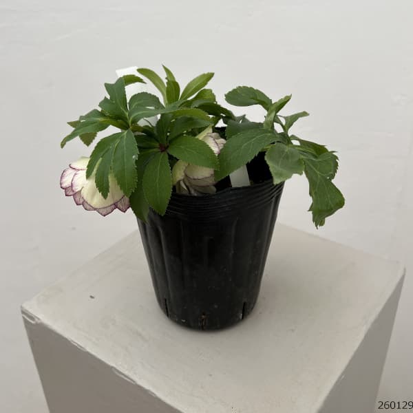 曽田園芸さんのクリスマスローズ：26-20フレグランス4号ロングポット【現品販売】