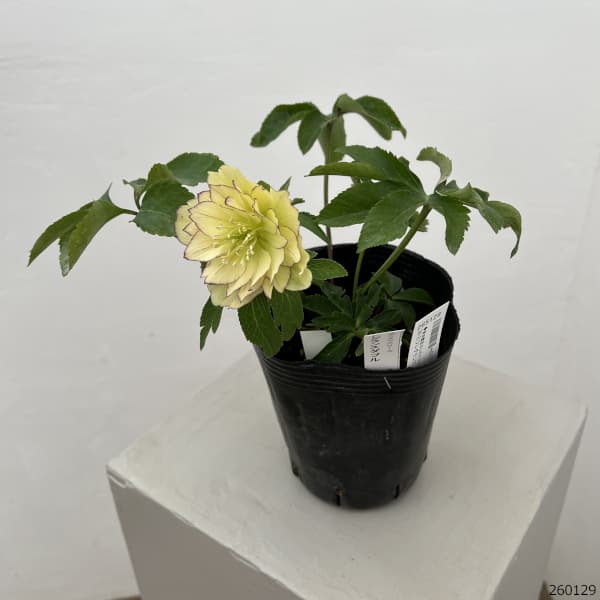 曽田園芸さんのクリスマスローズ：26-21フレグランス4号ロングポット【現品販売】