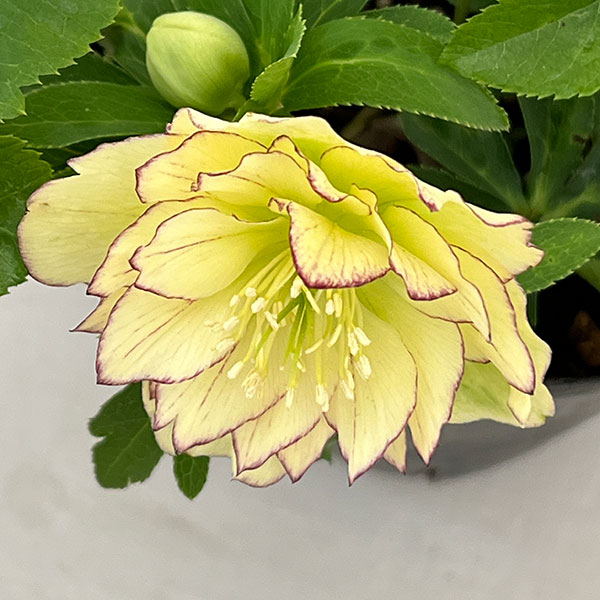 曽田園芸さんのクリスマスローズ:26-21フレグランス4号ロングポット【現品販売】(開花~咲き進み株)