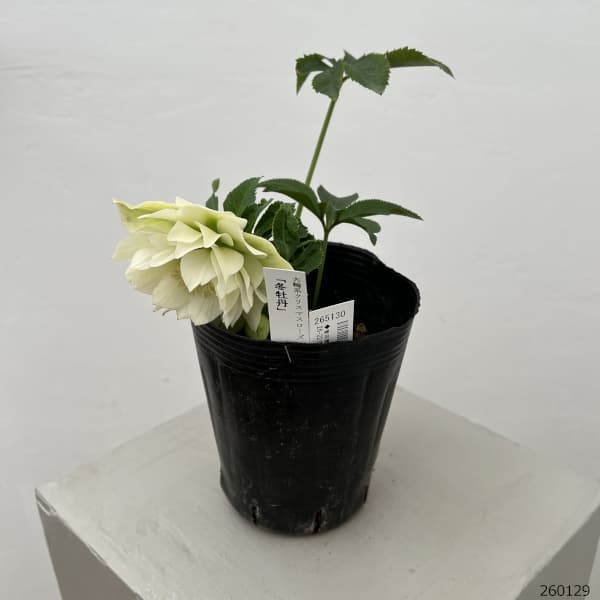曽田園芸さんのクリスマスローズ：26-22冬牡丹4号ロングポット【現品販売】
