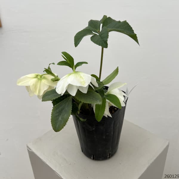 曽田園芸さんのクリスマスローズ：26-23冬牡丹4号ロングポット【現品販売】