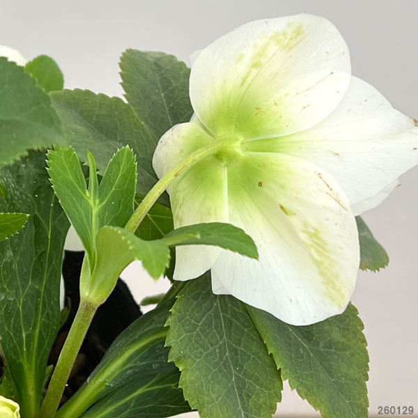 曽田園芸さんのクリスマスローズ:26-23冬牡丹4号ロングポット【現品販売】(開花終了株)