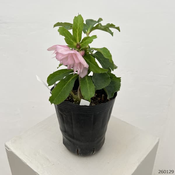 曽田園芸さんのクリスマスローズ：26-24冬牡丹4号ロングポット【現品販売】