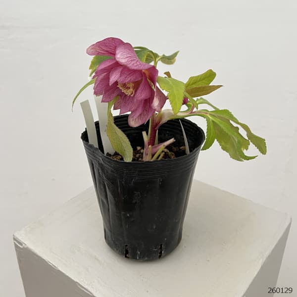 曽田園芸さんのクリスマスローズ：26-25金色冬牡丹4号ロングポット【現品販売】