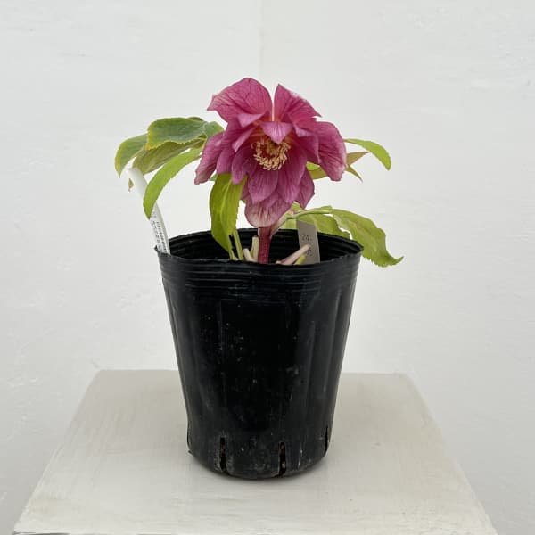 曽田園芸さんのクリスマスローズ：26-25金色冬牡丹4号ロングポット【現品販売】