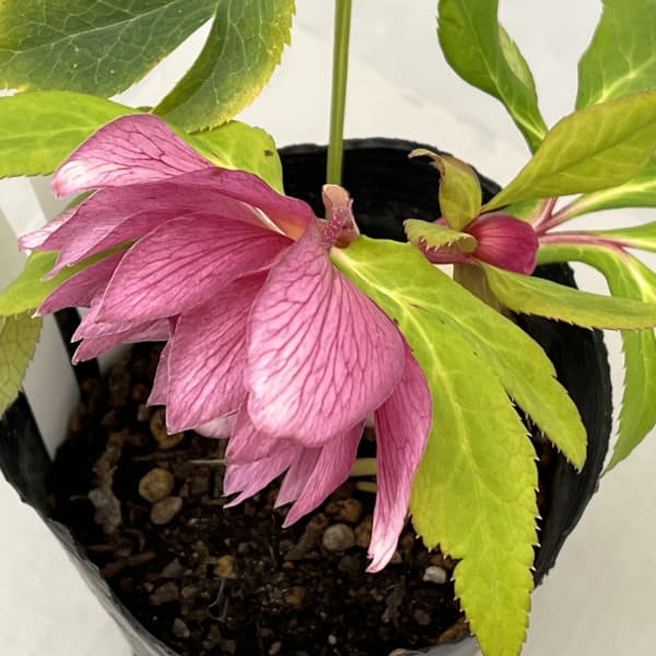 曽田園芸さんのクリスマスローズ：26-25金色冬牡丹4号ロングポット【現品販売】