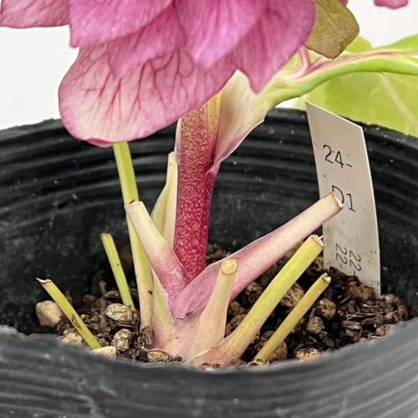 曽田園芸さんのクリスマスローズ：26-25金色冬牡丹4号ロングポット【現品販売】