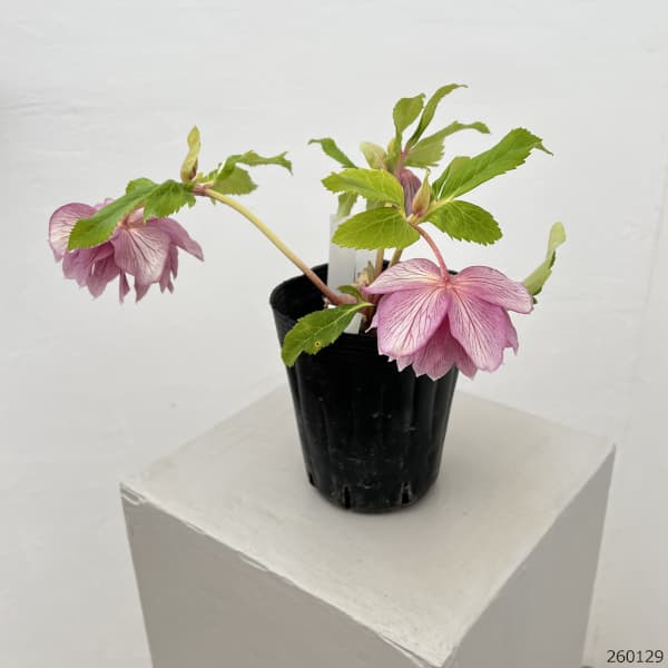 曽田園芸さんのクリスマスローズ：26-26金色冬牡丹4号ロングポット【現品販売】