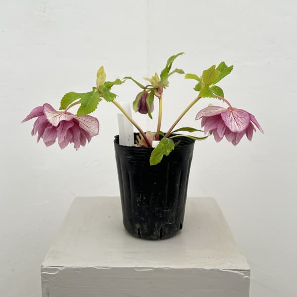 曽田園芸さんのクリスマスローズ：26-26金色冬牡丹4号ロングポット【現品販売】