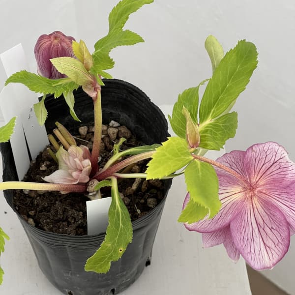 曽田園芸さんのクリスマスローズ：26-26金色冬牡丹4号ロングポット【現品販売】