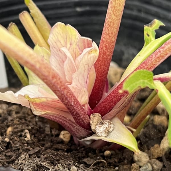 曽田園芸さんのクリスマスローズ：26-26金色冬牡丹4号ロングポット【現品販売】