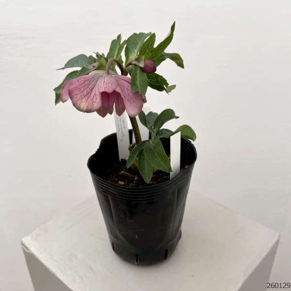 曽田園芸さんのクリスマスローズ：26-27桜利休4号ロングポット【現品販売】