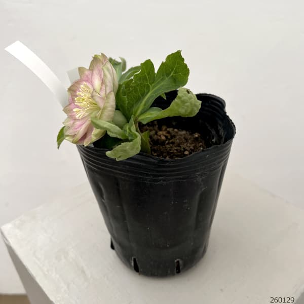 曽田園芸さんのクリスマスローズ:26-28利休かすり4号ロングポット【現品販売】