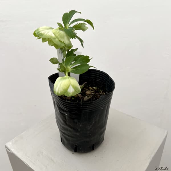 曽田園芸さんのクリスマスローズ：26-29利休A4号ロングポット【現品販売】