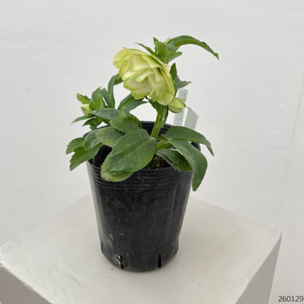 曽田園芸さんのクリスマスローズ：26-31利休4号ロングポット【現品販売】