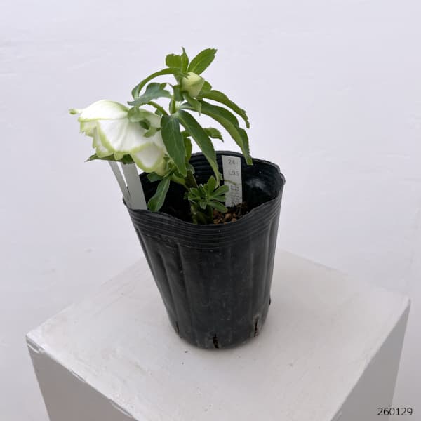 曽田園芸さんのクリスマスローズ：26-32利休4号ロングポット【現品販売】