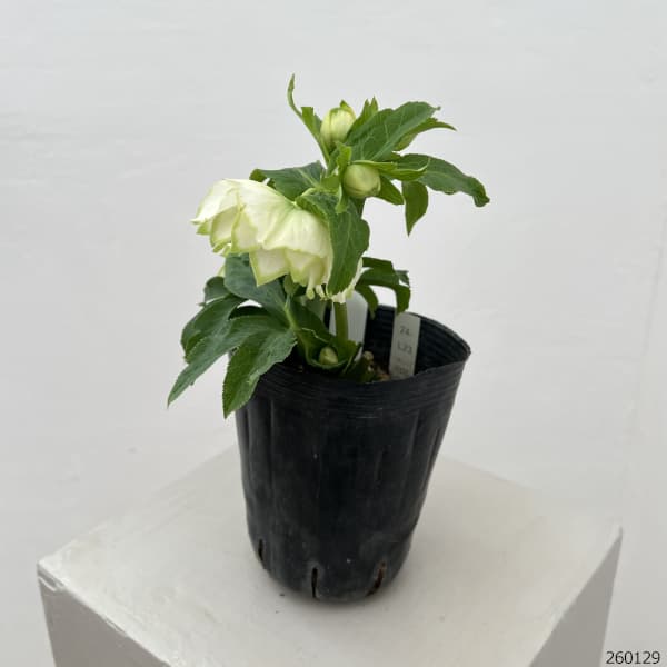 曽田園芸さんのクリスマスローズ:26-33利休4号ロングポット【現品販売】