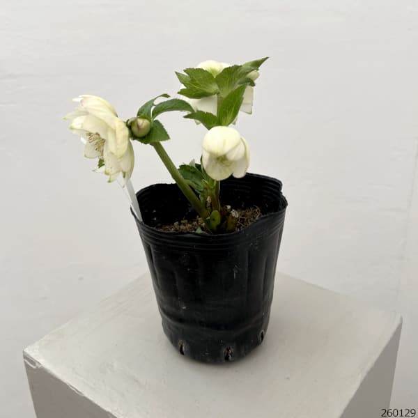 曽田園芸さんのクリスマスローズ:26-34グリーンリップ4号ロングポット【現品販売】