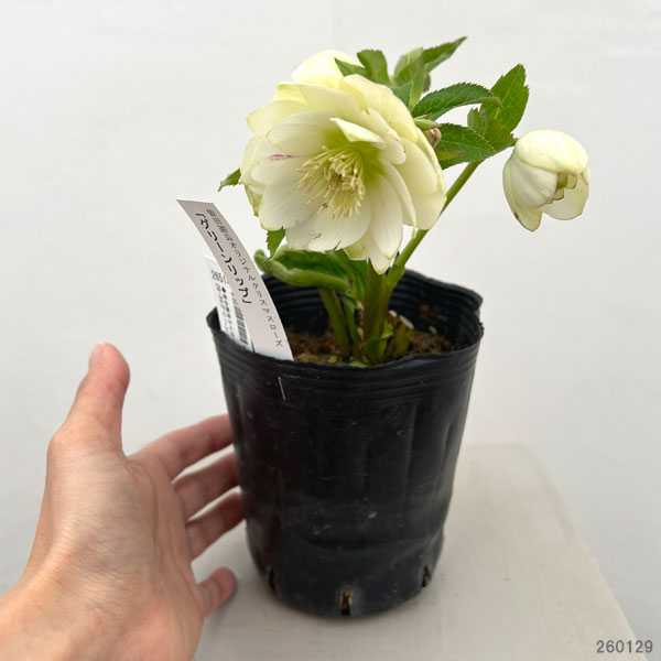 曽田園芸さんのクリスマスローズ:26-34グリーンリップ4号ロングポット【現品販売】(開花終了株)