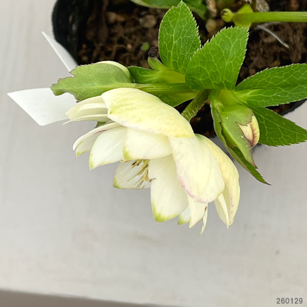 曽田園芸さんのクリスマスローズ:26-34グリーンリップ4号ロングポット【現品販売】(開花終了株)