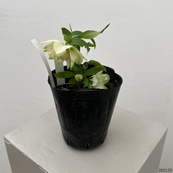 曽田園芸さんのクリスマスローズ：26-35グリーンリップ4号ロングポット【現品販売】