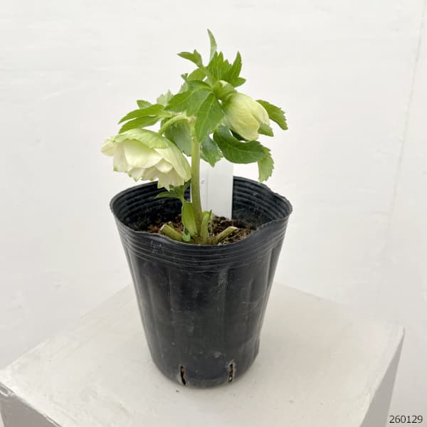 曽田園芸さんのクリスマスローズ：26-36グリーンリップ4号ロングポット【現品販売】