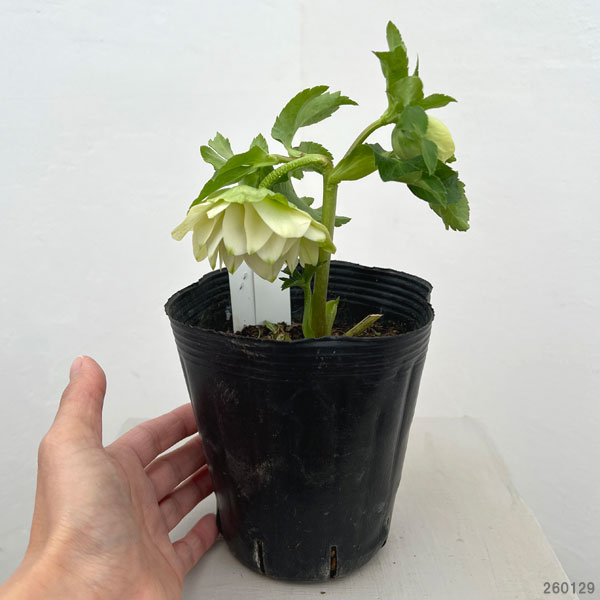 曽田園芸さんのクリスマスローズ：26-36グリーンリップ4号ロングポット【現品販売】（開花終了株）