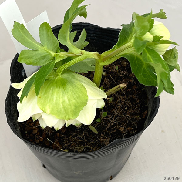 曽田園芸さんのクリスマスローズ：26-36グリーンリップ4号ロングポット【現品販売】（開花終了株）