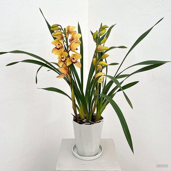 テーブルシンビジウム:恋蛍2本立ち 5号鉢植え(皿付き)