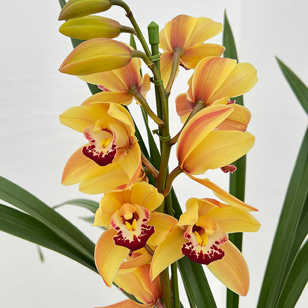 テーブルシンビジウム:恋蛍2本立ち 5号鉢植え(皿付き)