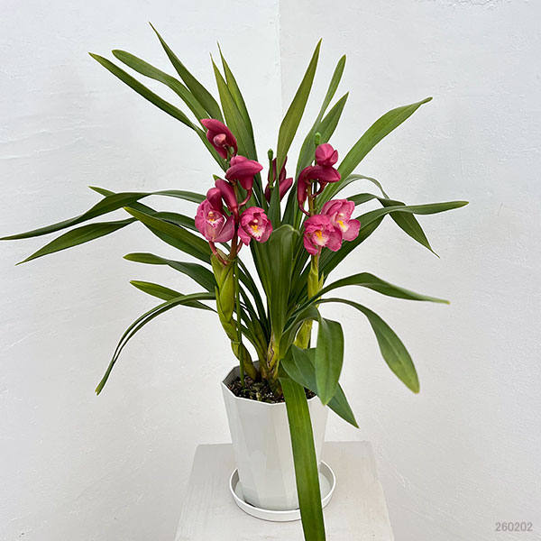 テーブルシンビジウム:夢物語2本立ち 5号鉢植え(皿付き)