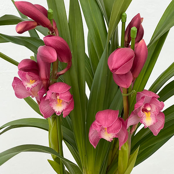 テーブルシンビジウム:夢物語2本立ち 5号鉢植え(皿付き)