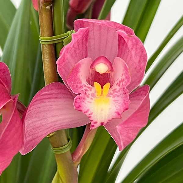 テーブルシンビジウム:夢物語2本立ち 5号鉢植え(皿付き)