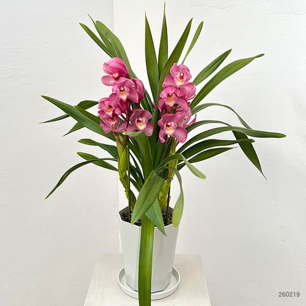 テーブルシンビジウム：夢物語2本立ち　5号鉢植え（皿付き）