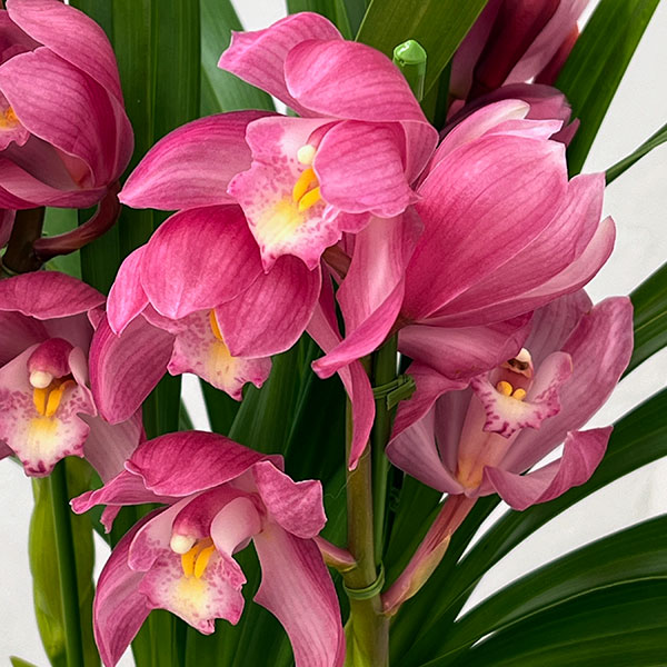 テーブルシンビジウム：夢物語2本立ち　5号鉢植え（皿付き）