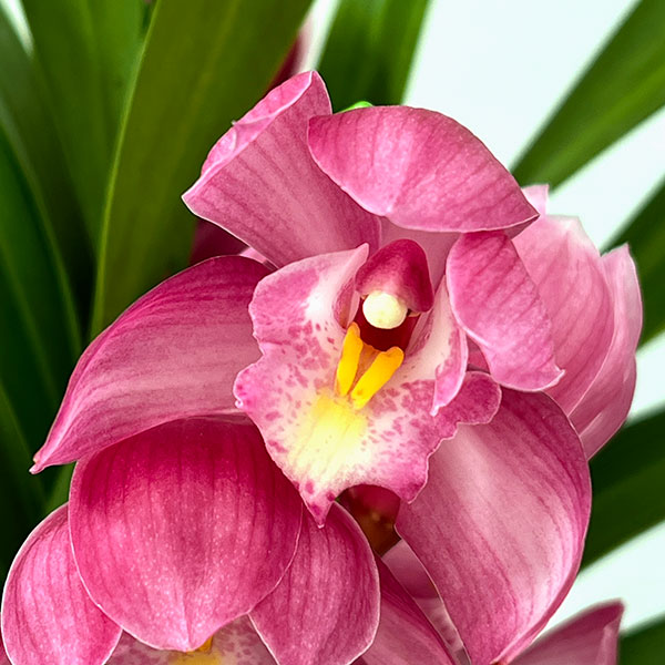 テーブルシンビジウム：夢物語2本立ち　5号鉢植え（皿付き）