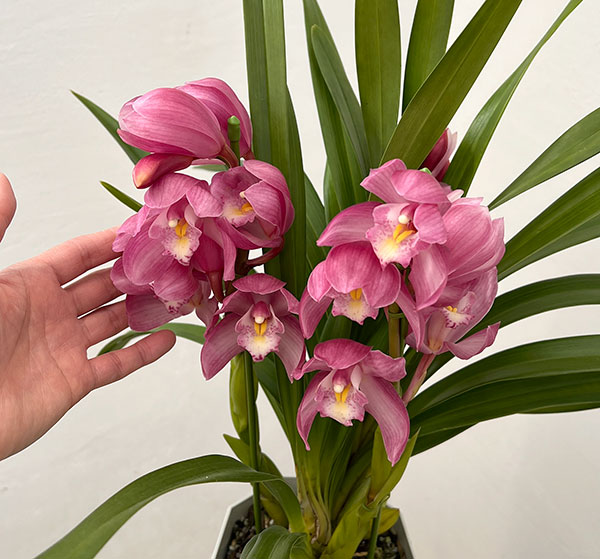 テーブルシンビジウム：夢物語2本立ち　5号鉢植え（皿付き）