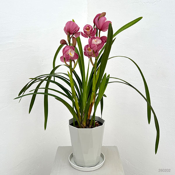 テーブルシンビジウム：あのね2本立ち　5号鉢植え（皿付き）