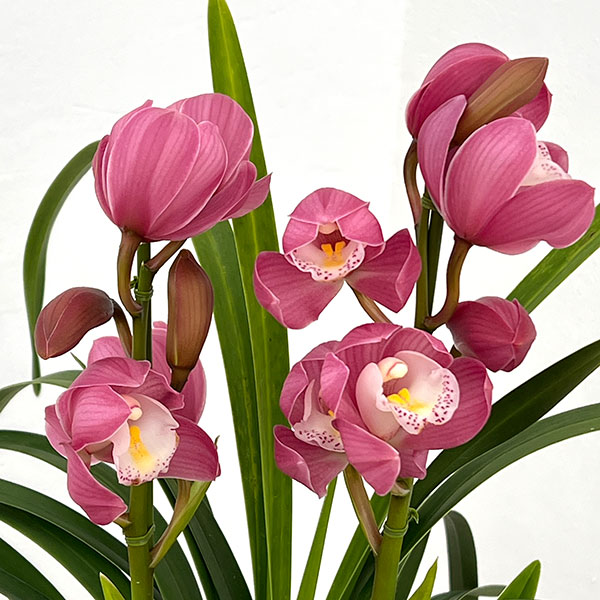 テーブルシンビジウム：あのね2本立ち　5号鉢植え（皿付き）