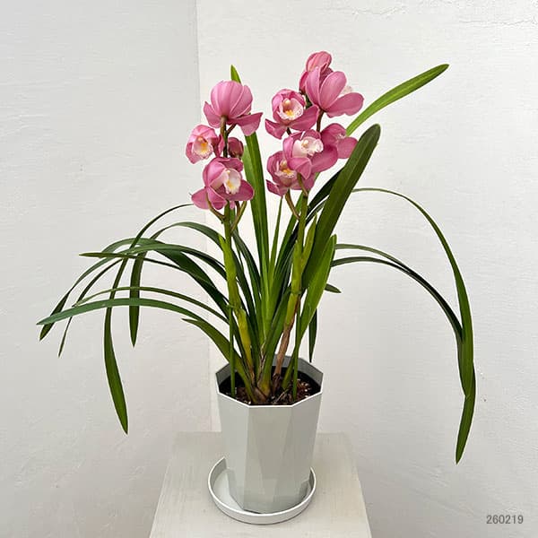 テーブルシンビジウム:あのね2本立ち 5号鉢植え(皿付き)